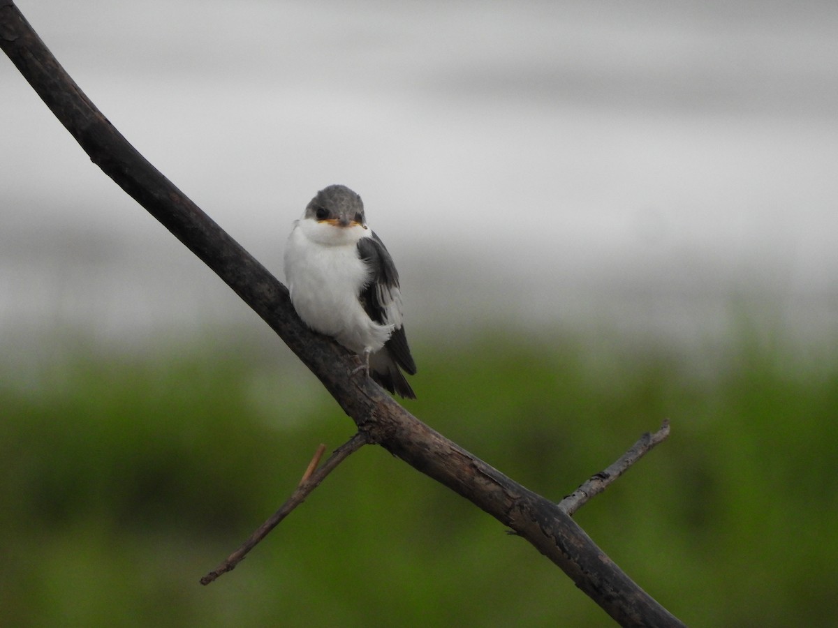 ハジロミドリツバメ - ML644269252