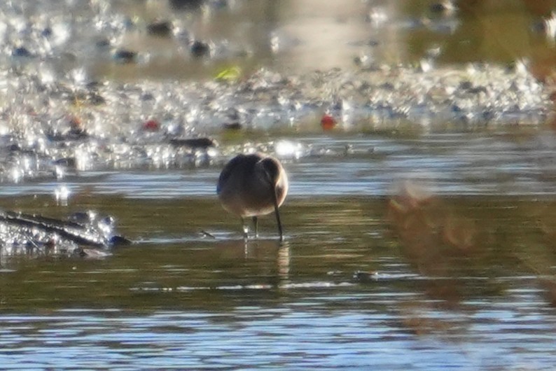 Short-billed/Long-billed Dowitcher - ML644269271