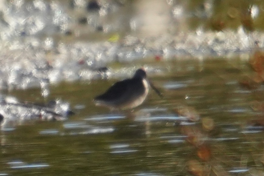 Short-billed/Long-billed Dowitcher - ML644269272