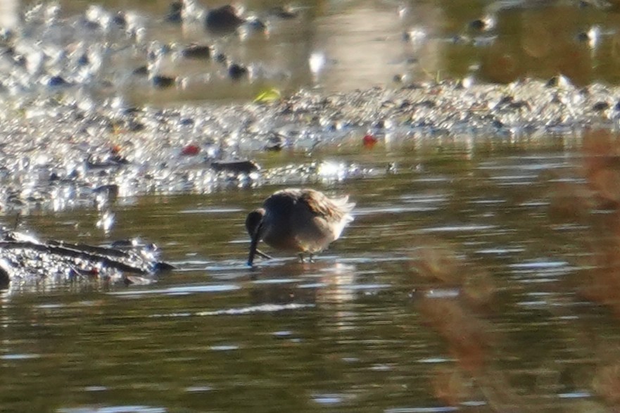 Short-billed/Long-billed Dowitcher - ML644269273