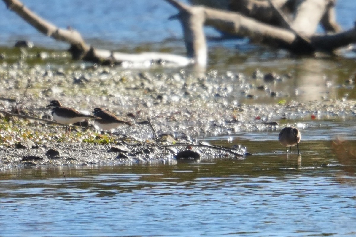 Short-billed/Long-billed Dowitcher - ML644269274