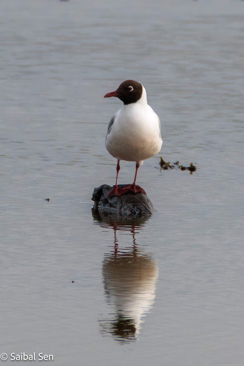 Brown-hooded Gull - ML644269279