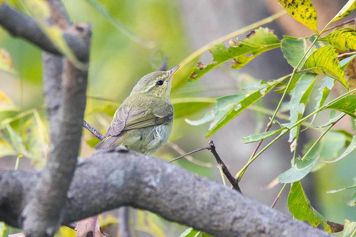 Вівчарик жовточеревий - ML644269284