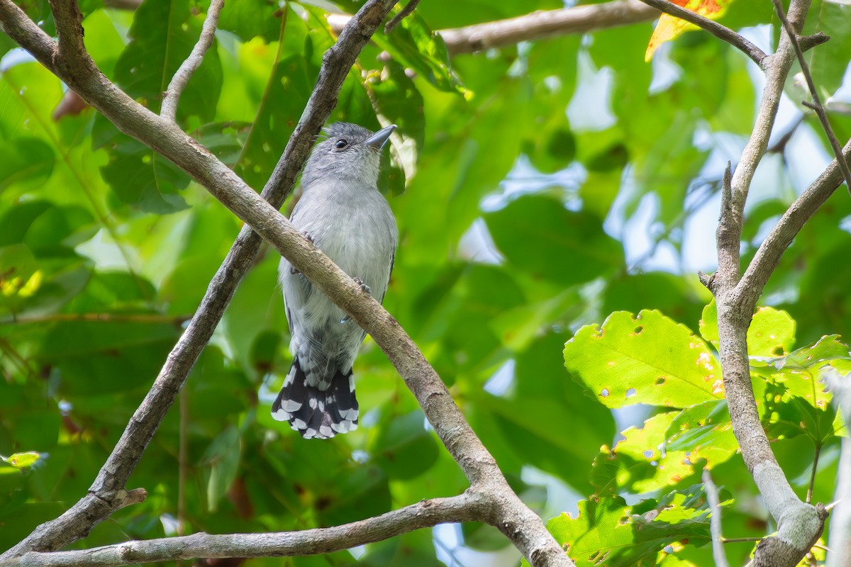 Sooretama Slaty-Antshrike - ML644269286
