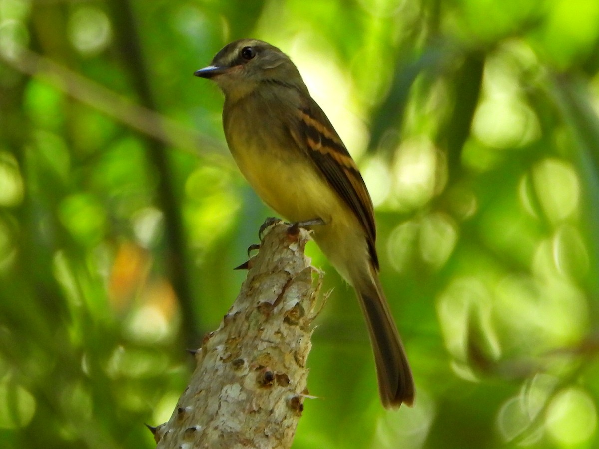 Fuscous Flycatcher - ML644269295