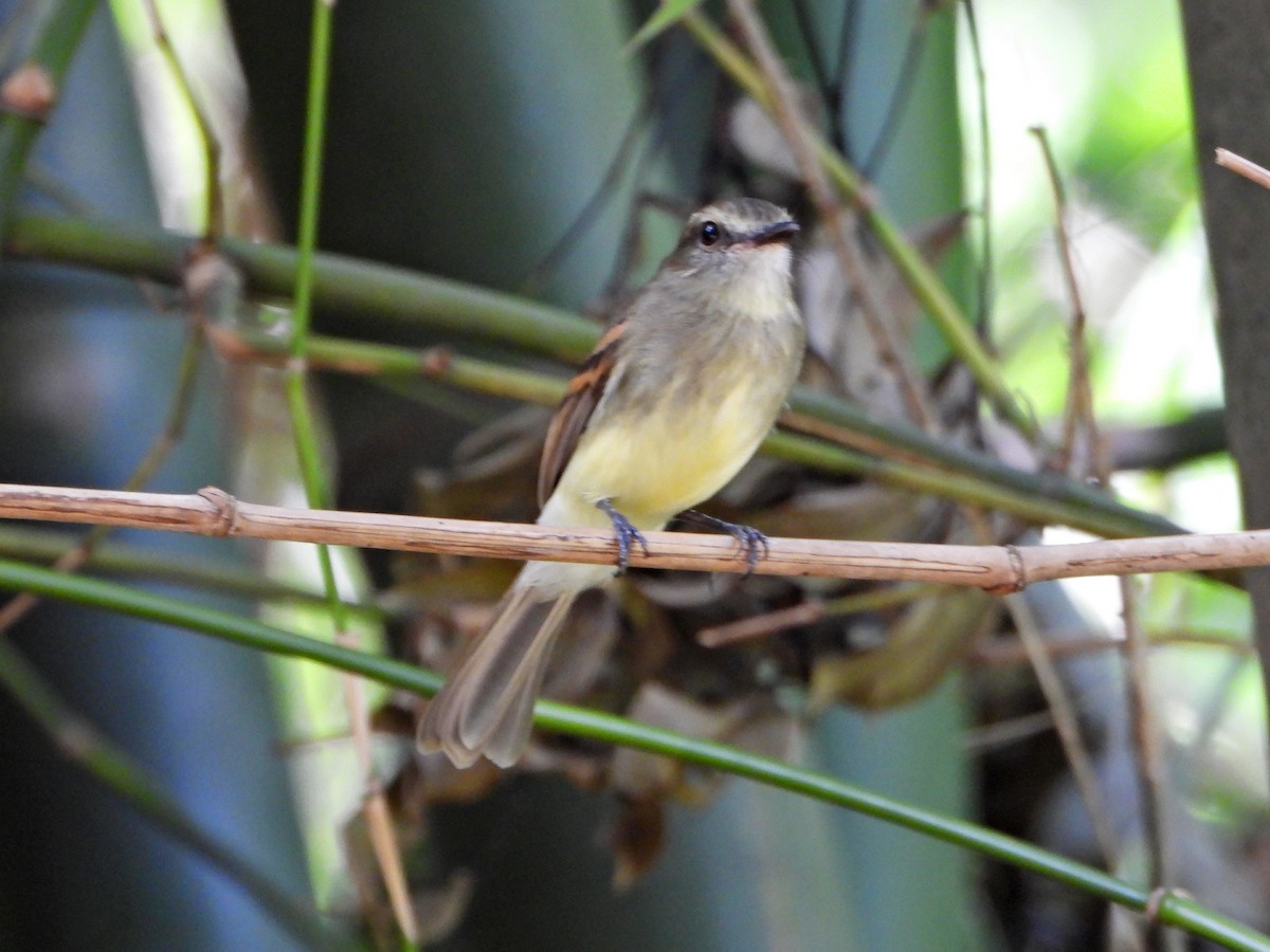 Fuscous Flycatcher - ML644269296
