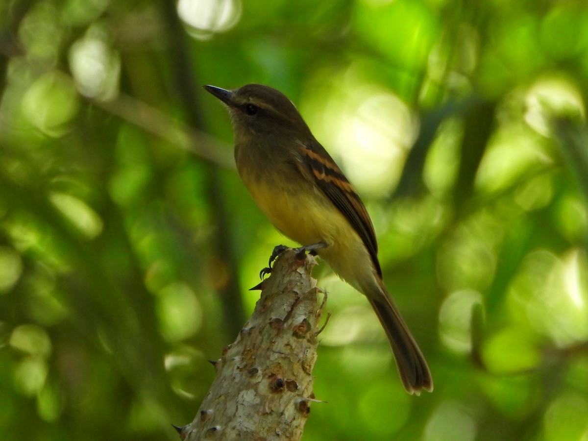 Fuscous Flycatcher - ML644269297