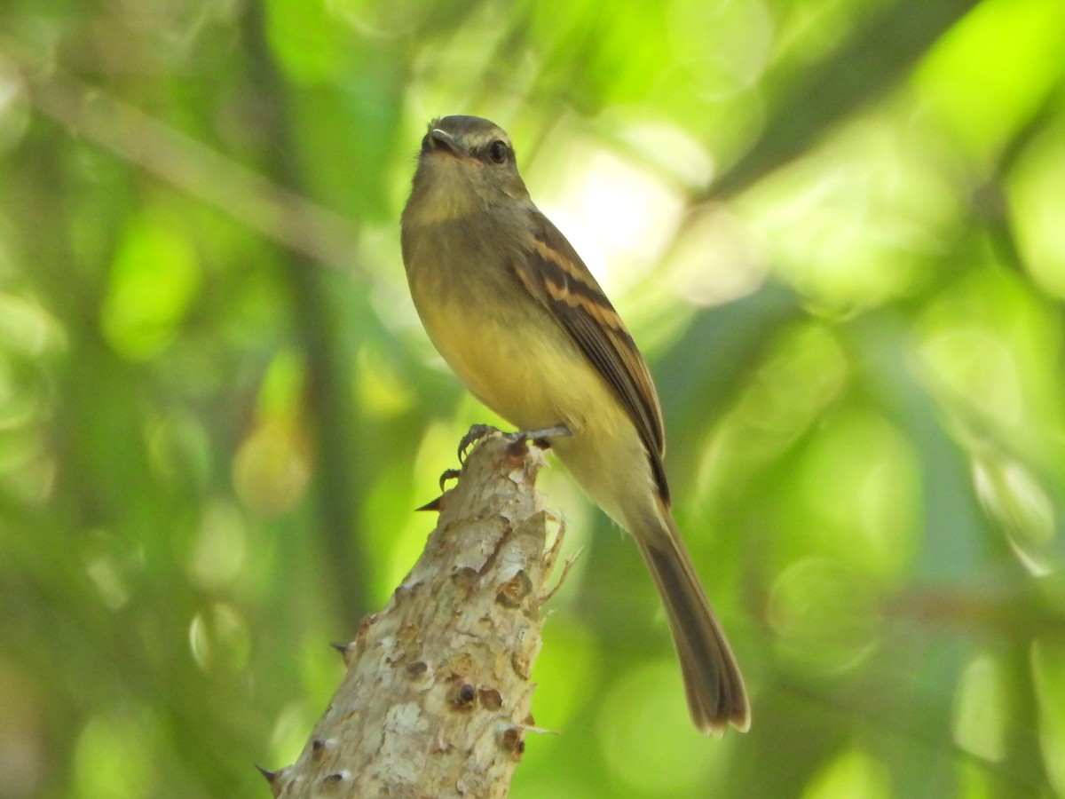 Fuscous Flycatcher - ML644269298