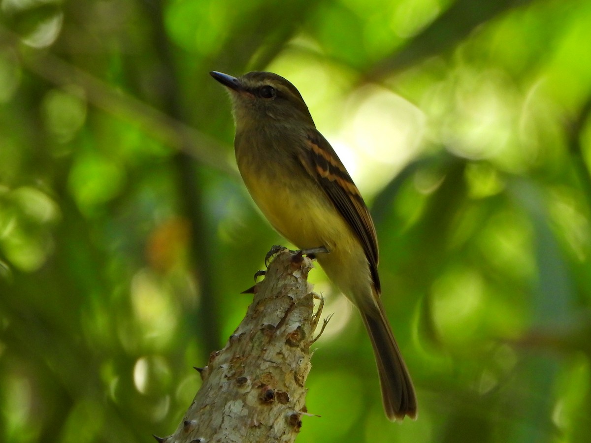 Fuscous Flycatcher - ML644269299