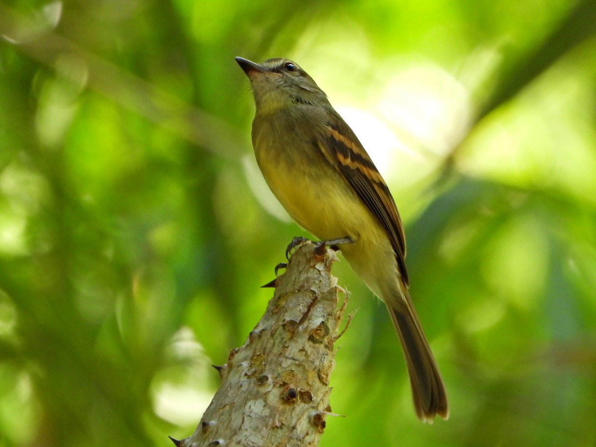 Fuscous Flycatcher - ML644269300