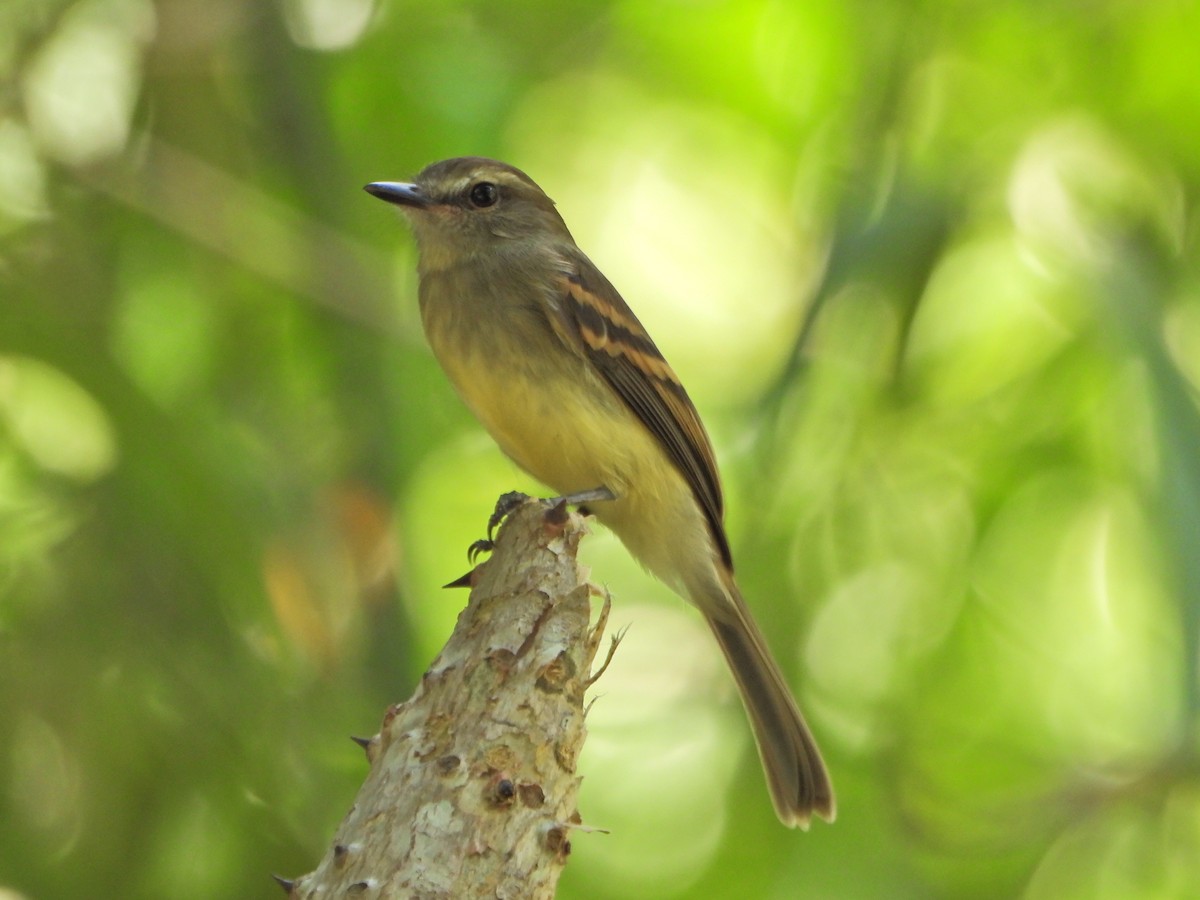Fuscous Flycatcher - ML644269302