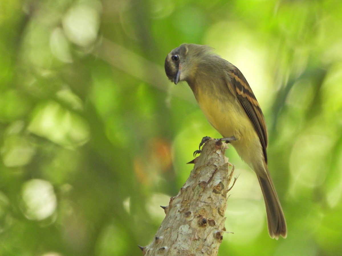 Fuscous Flycatcher - ML644269303
