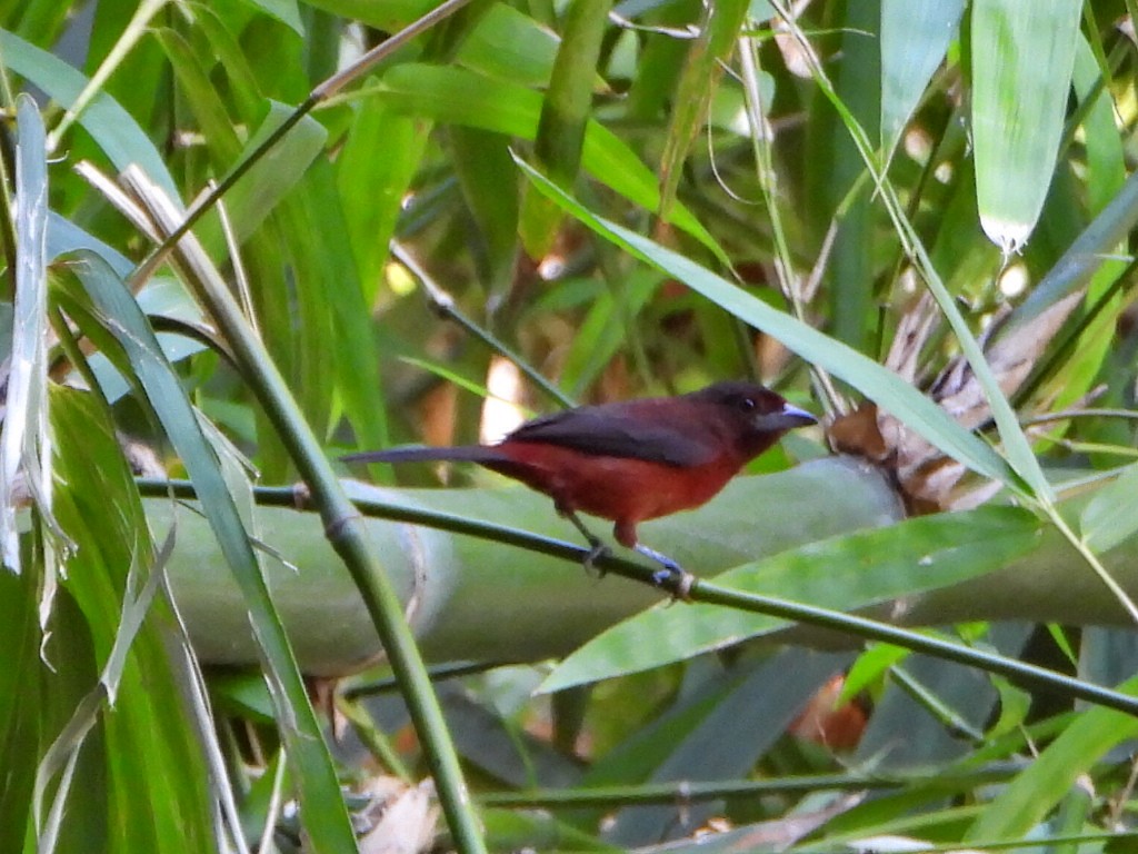 Silver-beaked Tanager - ML644269324