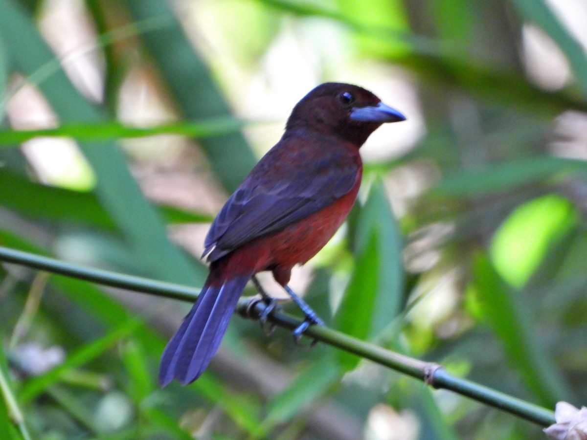 Silver-beaked Tanager - ML644269325