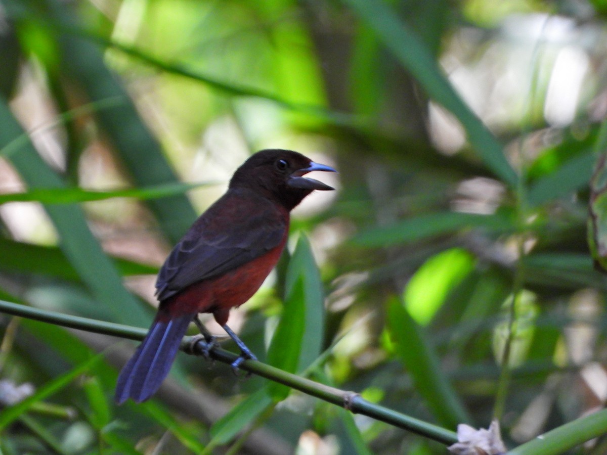 Silver-beaked Tanager - ML644269339