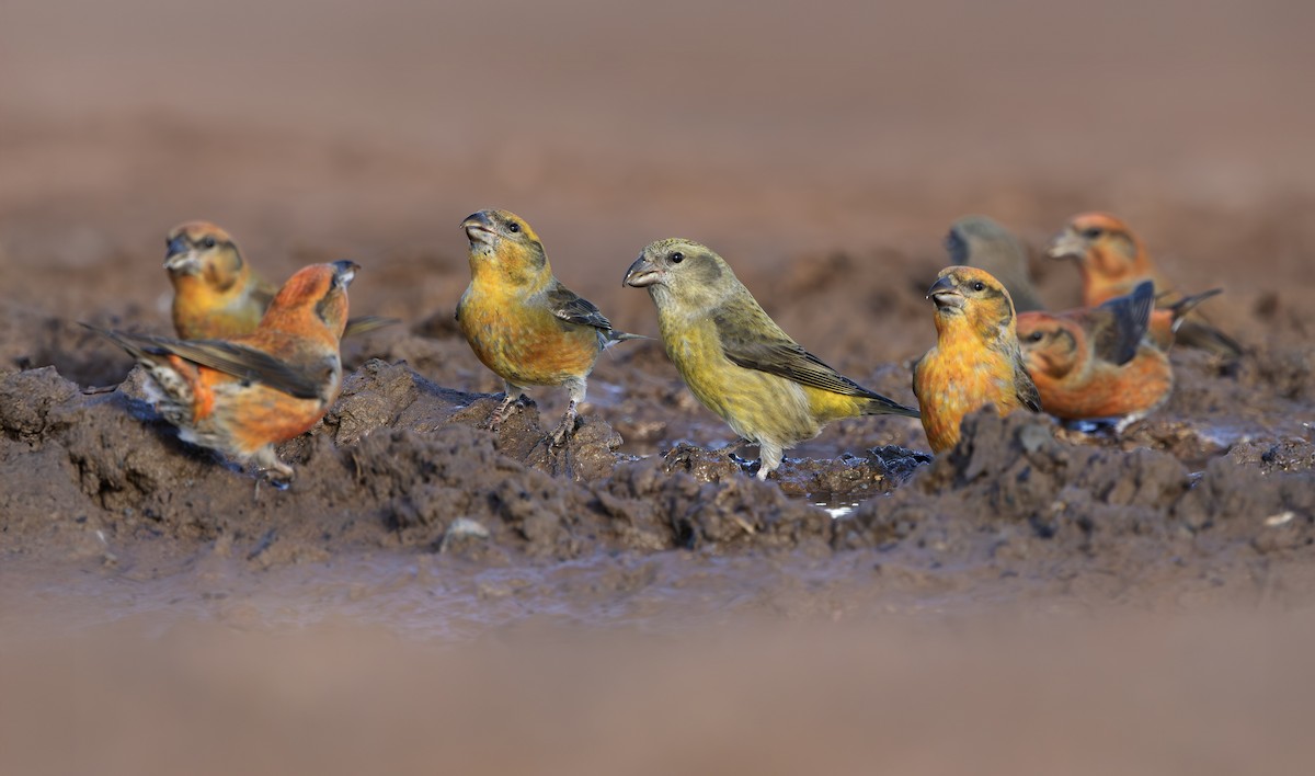 Red Crossbill - ML644269344