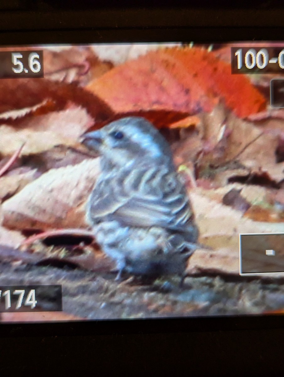Purple Finch - ML644269372