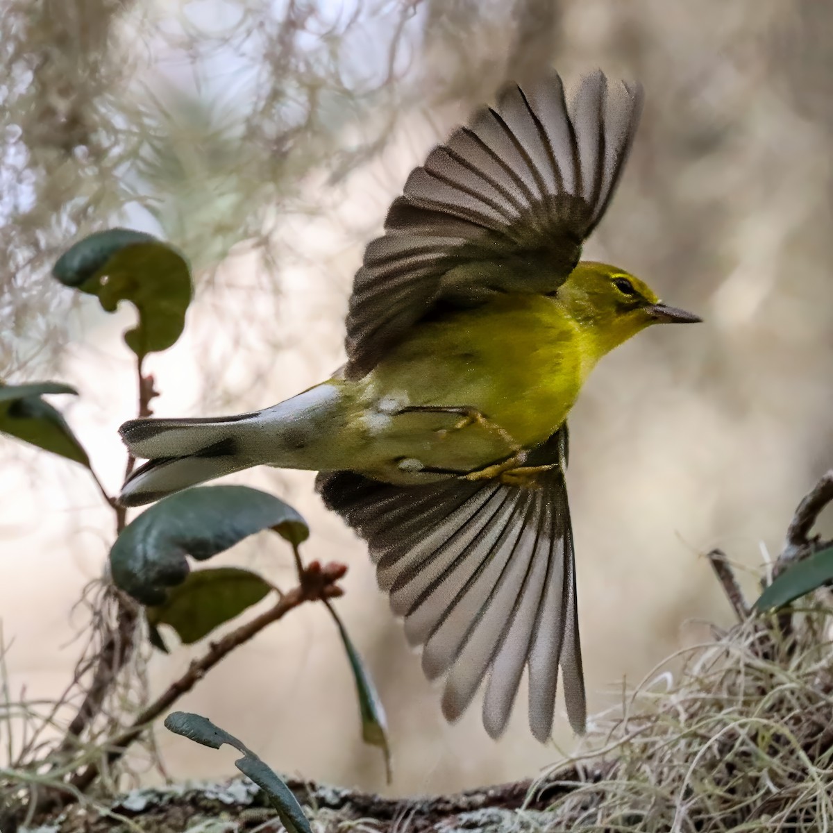 סבכון אורנים - ML644269382