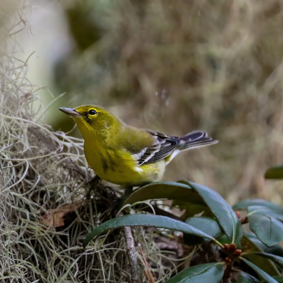 סבכון אורנים - ML644269383