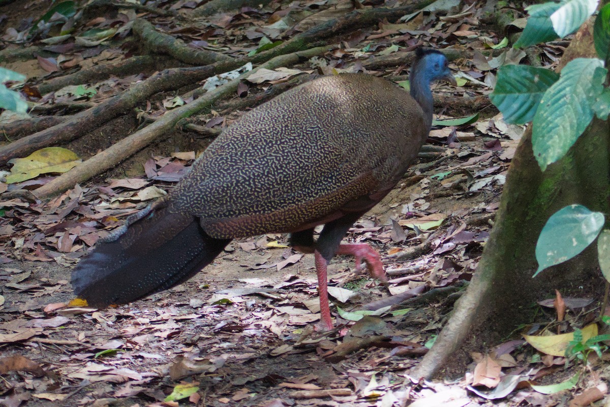 Great Argus - ML644269397