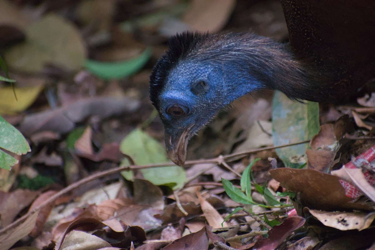 Great Argus - ML644269402