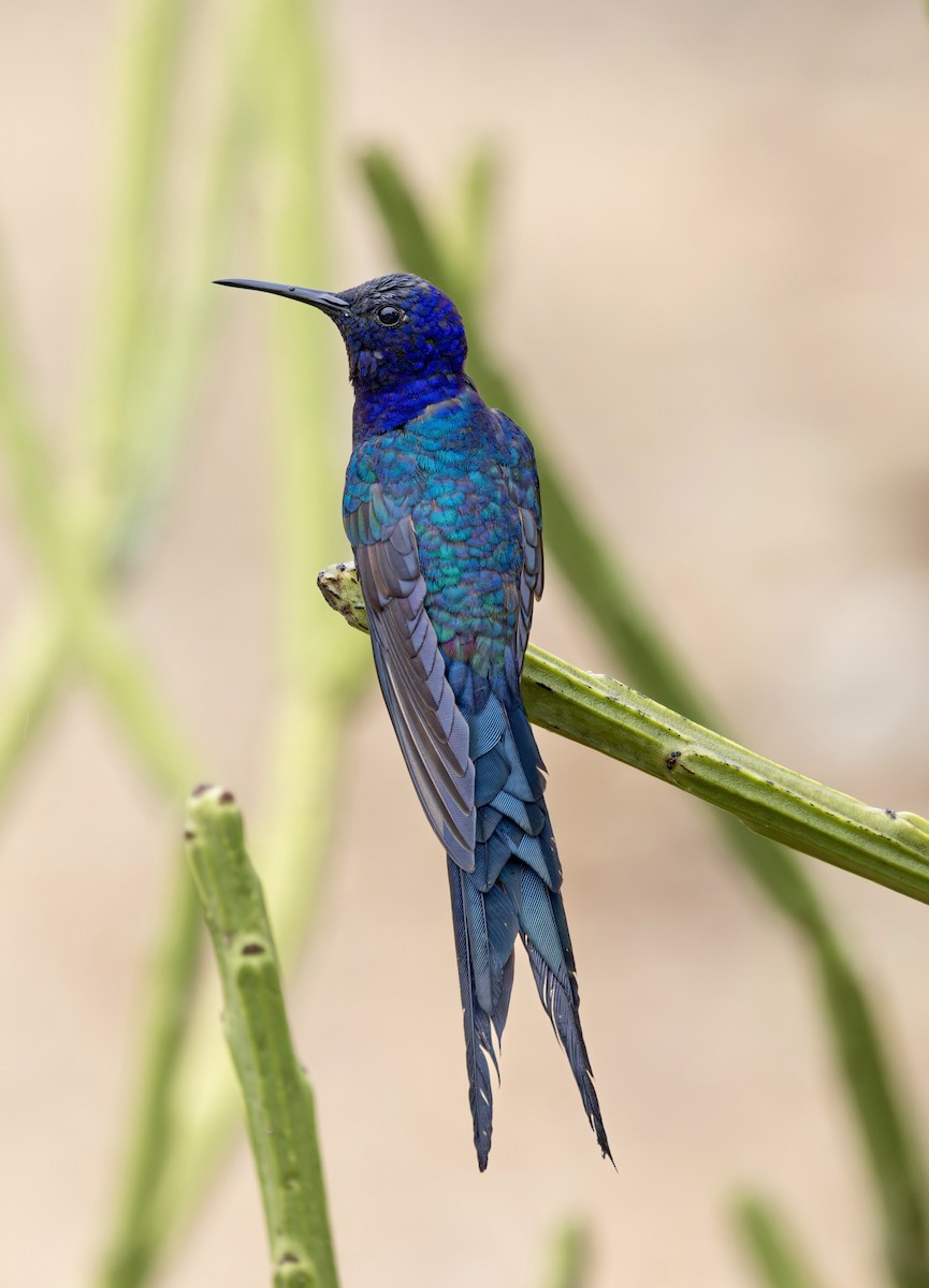 ツバメハチドリ - ML644269405