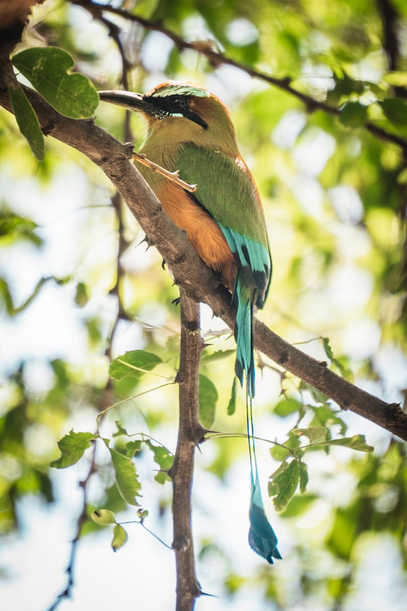 Момот рудочеревий - ML644269414