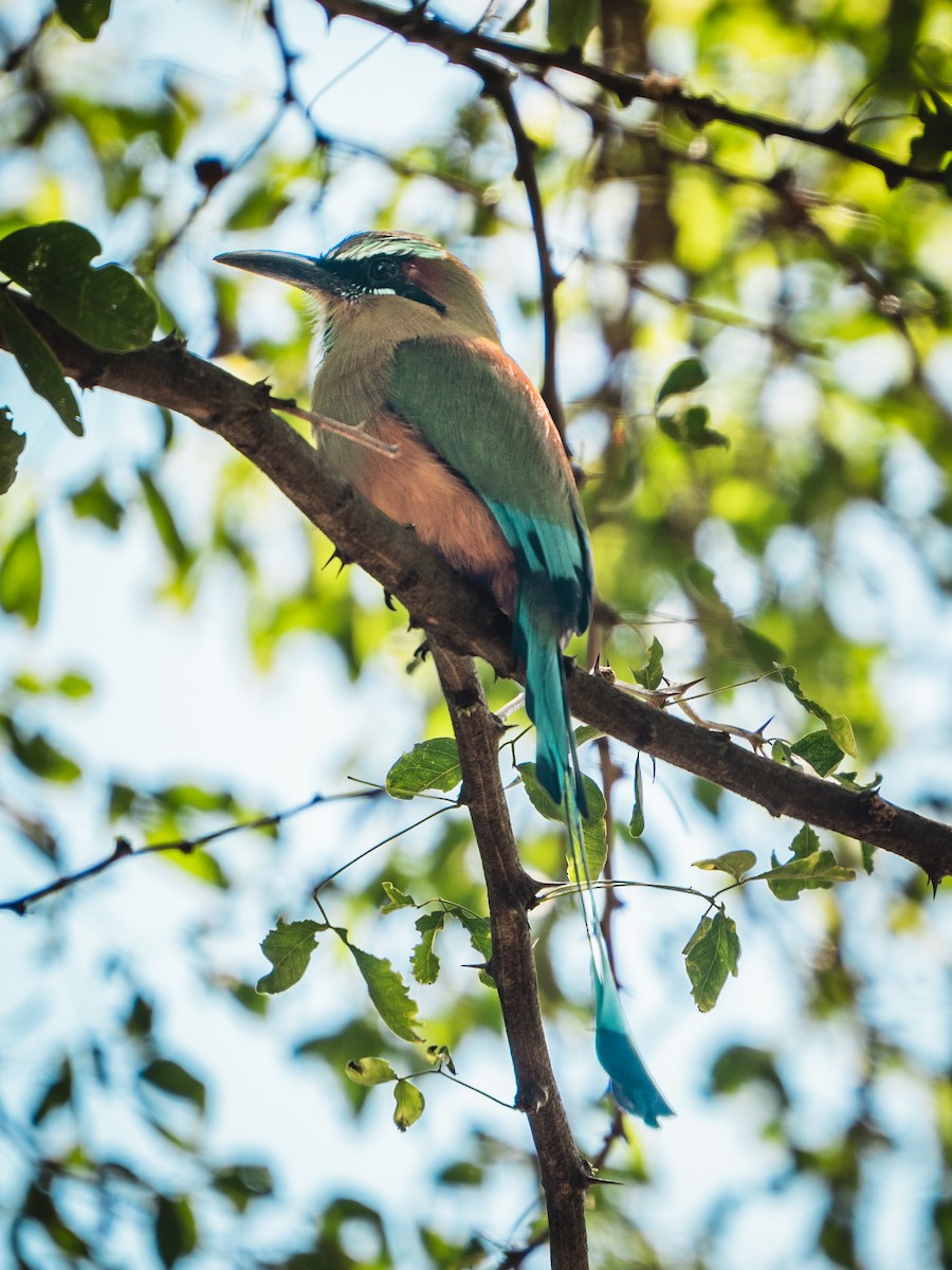 Момот рудочеревий - ML644269415