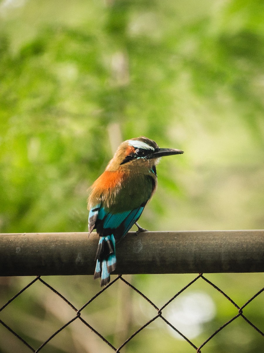 Момот рудочеревий - ML644269416