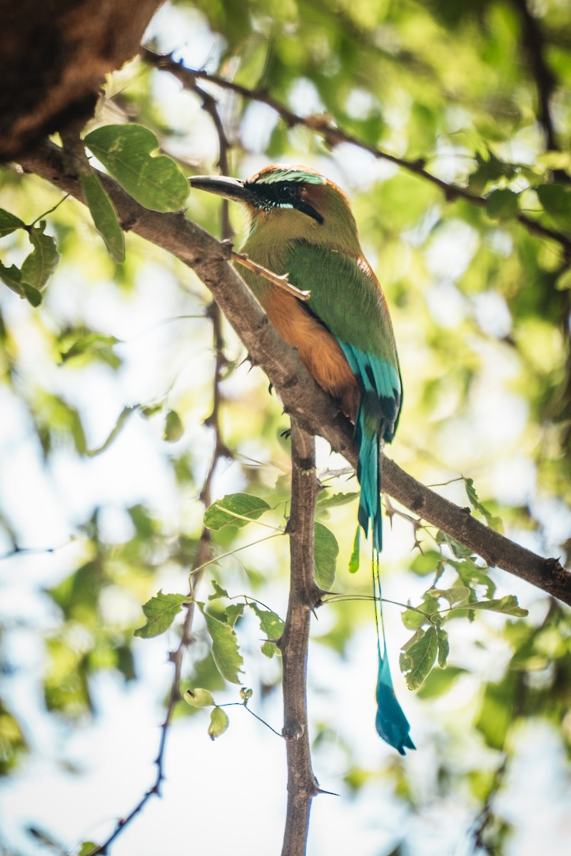 Момот рудочеревий - ML644269417