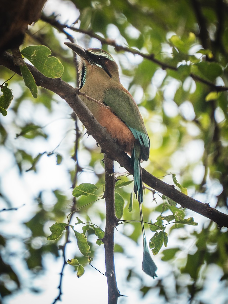 Момот рудочеревий - ML644269419