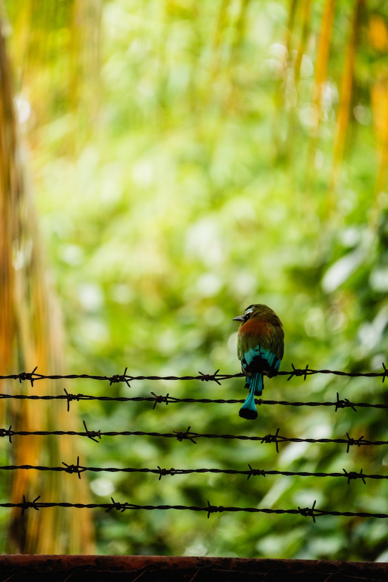 Момот рудочеревий - ML644269422