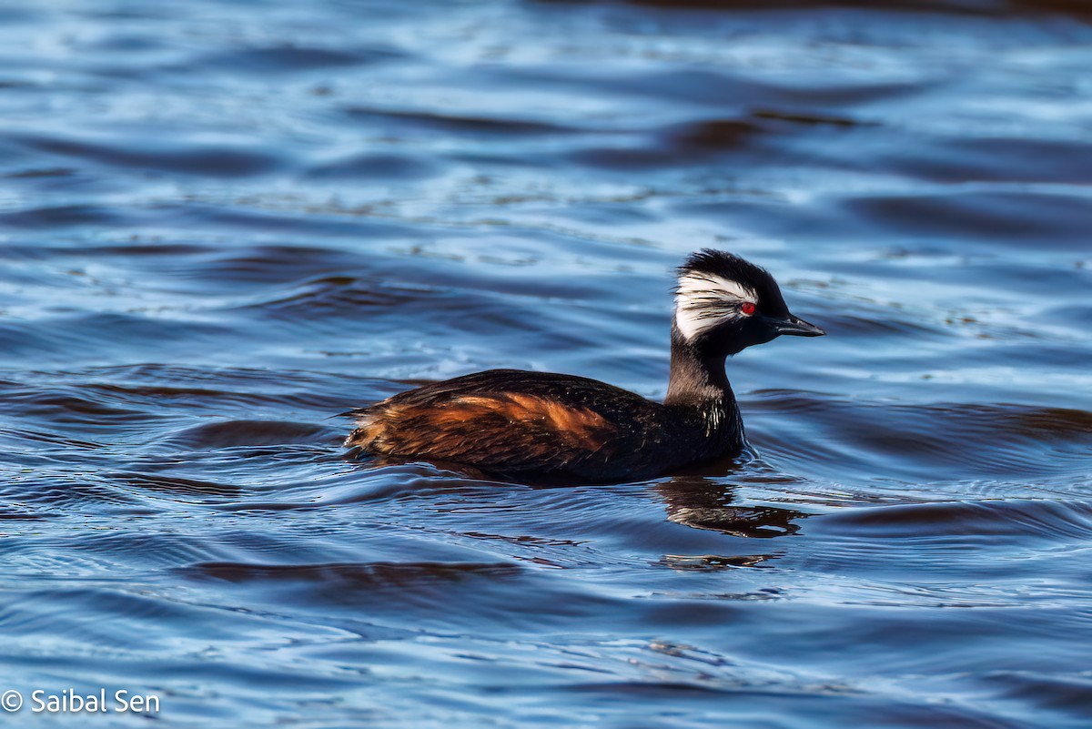 White-tufted Grebe - ML644269440