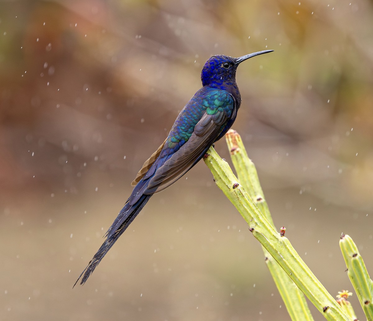 ツバメハチドリ - ML644269449