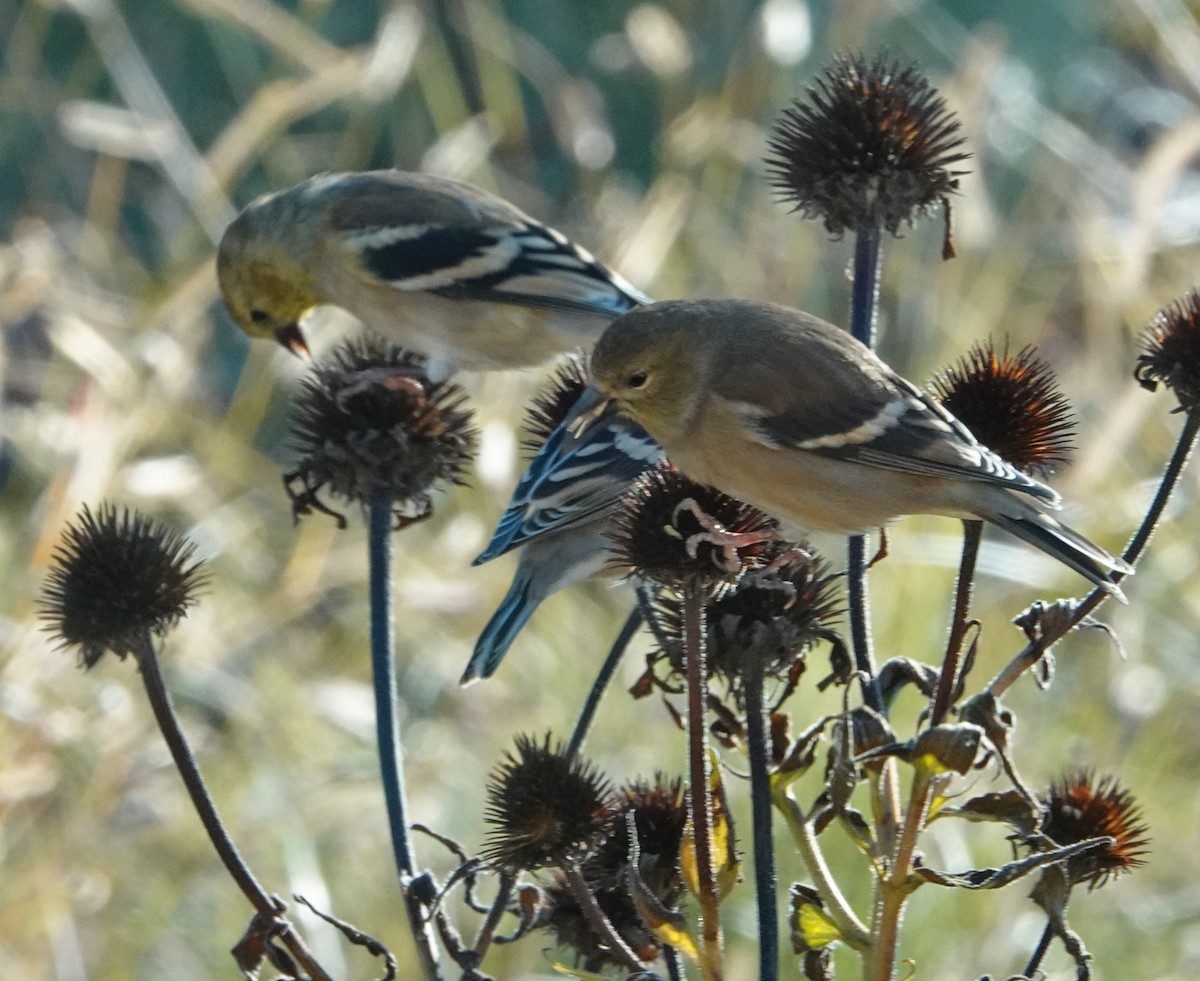 American Goldfinch - ML644269452