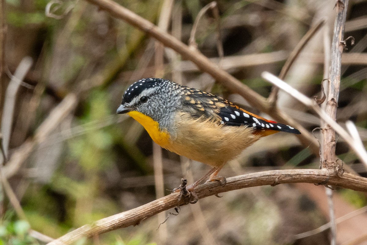 Діамантниця леопардова - ML644269474