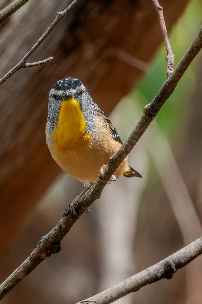 Діамантниця леопардова - ML644269475