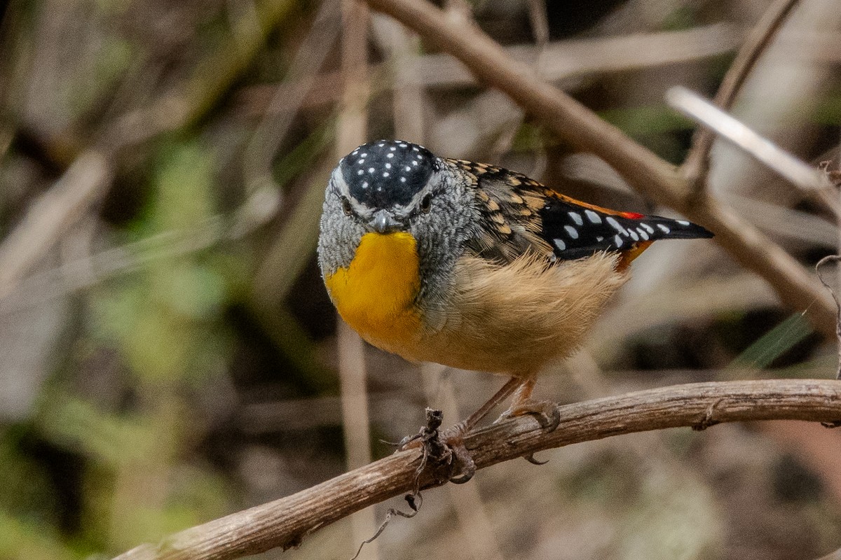 Діамантниця леопардова - ML644269476