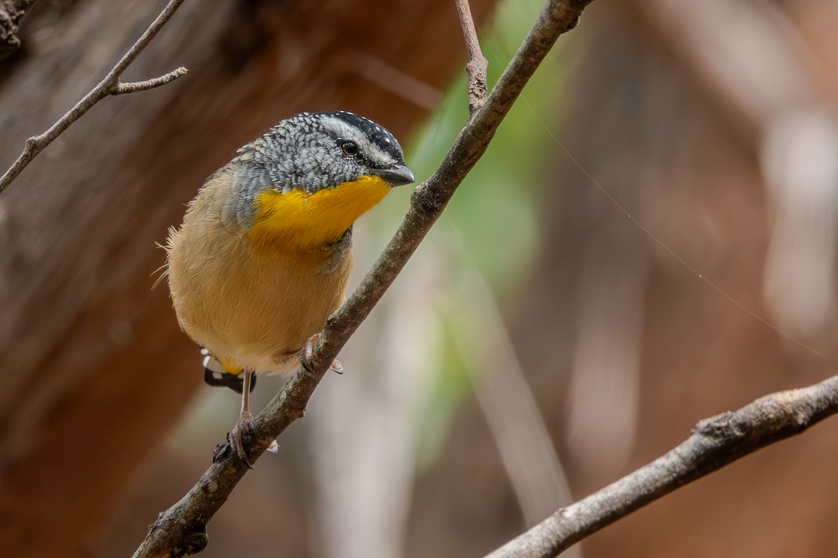 Діамантниця леопардова - ML644269477