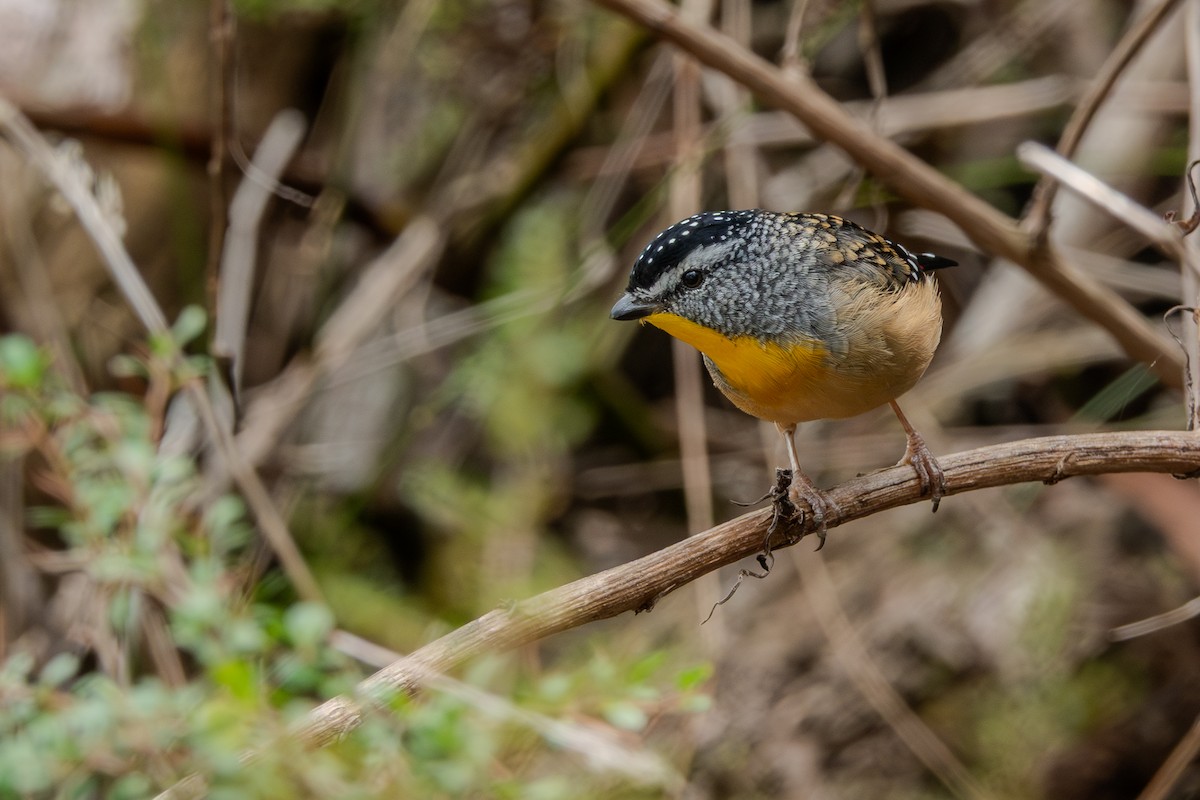 Діамантниця леопардова - ML644269478