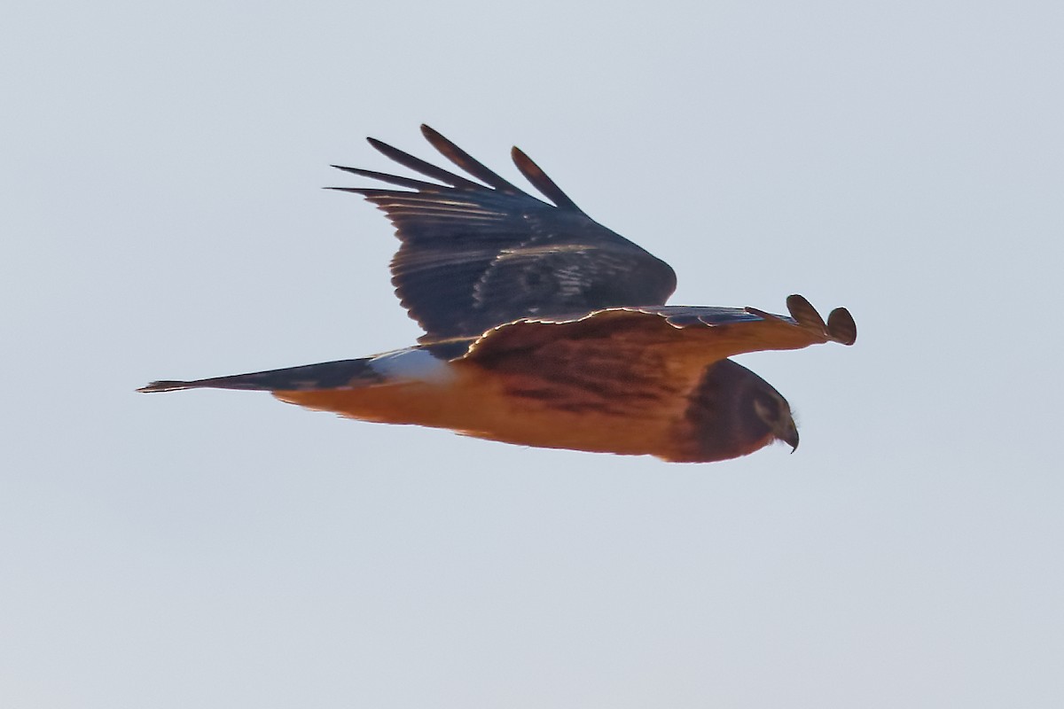 Aguilucho de Hudson - ML644269479