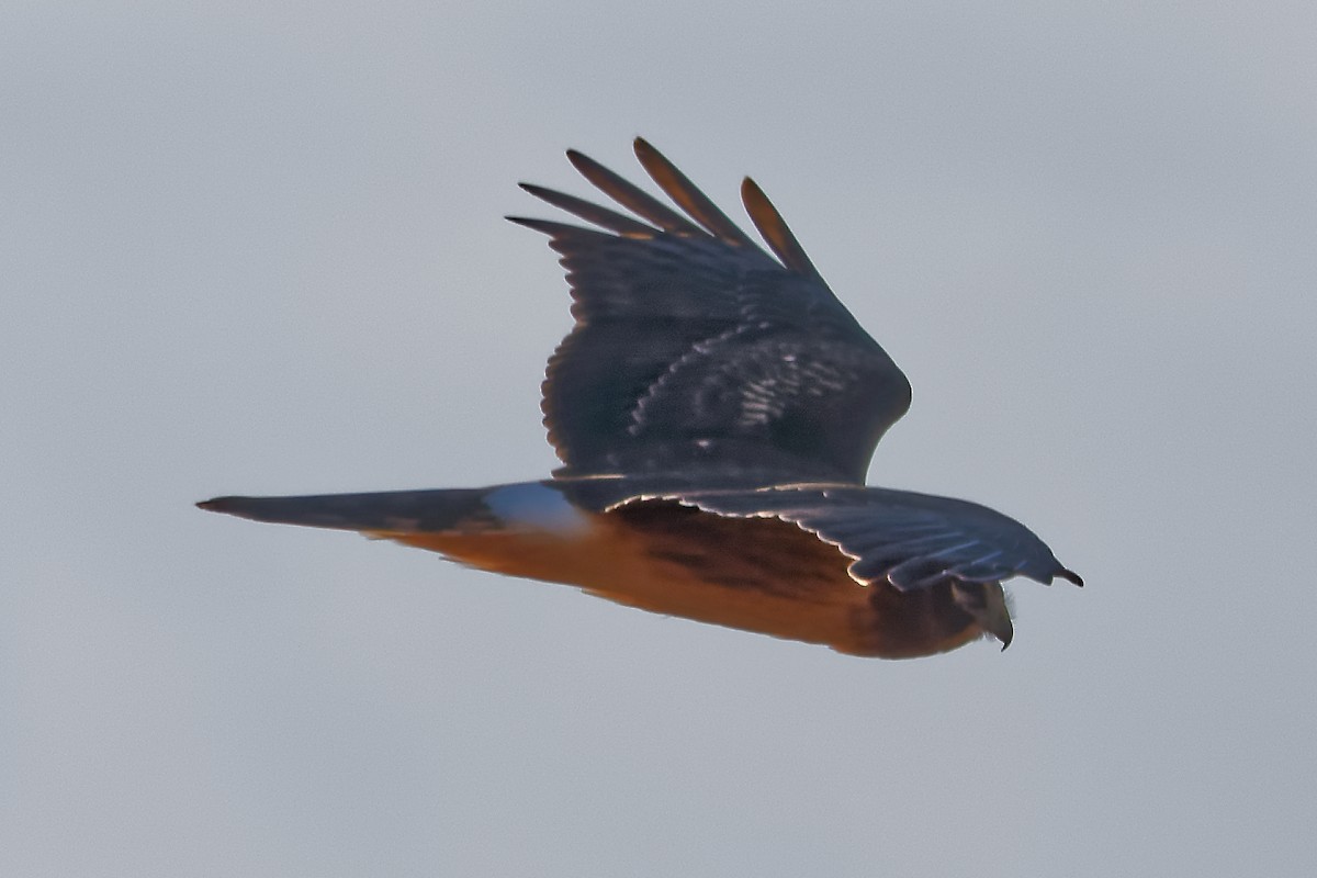 Aguilucho de Hudson - ML644269480