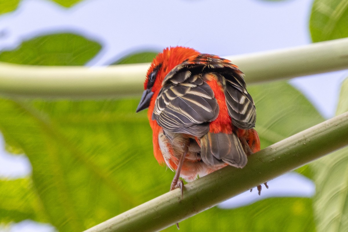 Foudi rouge - ML644269487