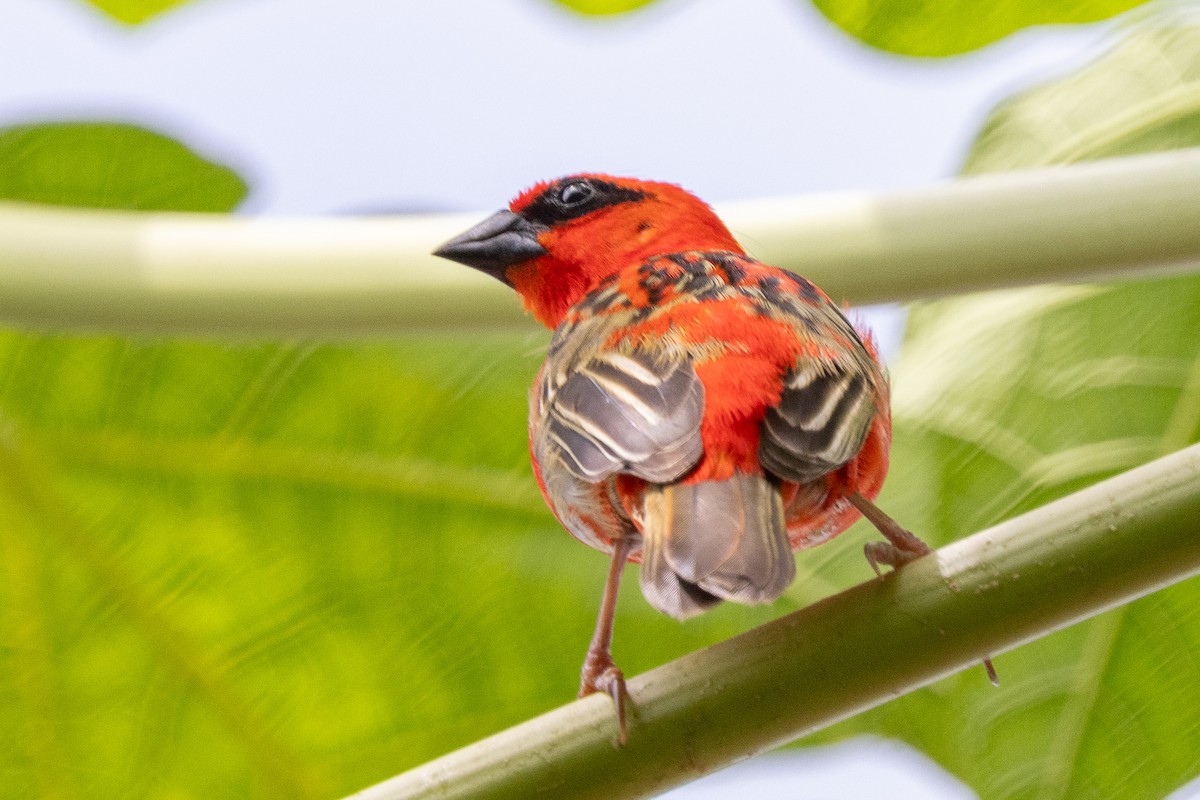 Foudi rouge - ML644269488