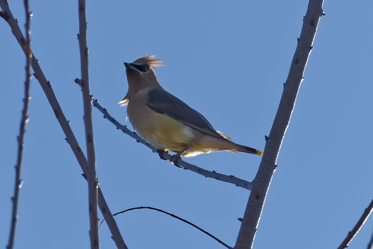 Ampelis Americano - ML644269489