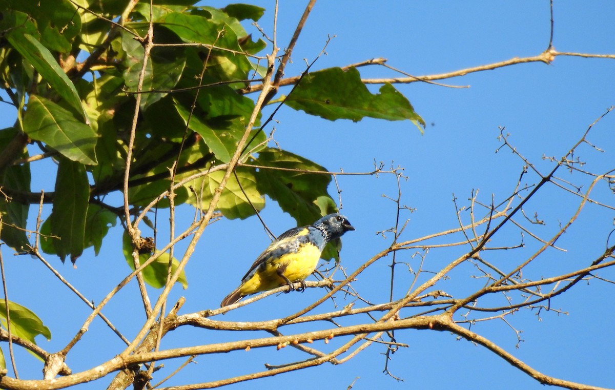 Turquoise Tanager - ML644269494