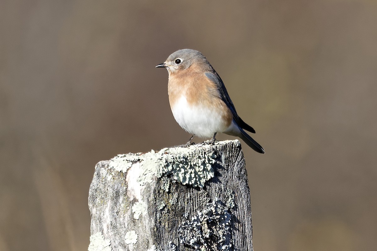 Azulejo Oriental - ML644269501