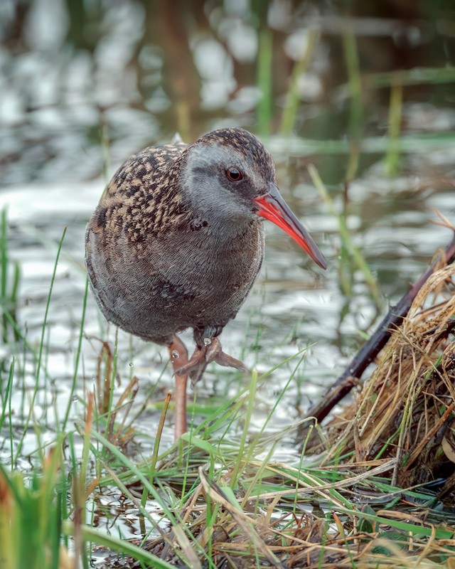 Austral Rail - ML644269506