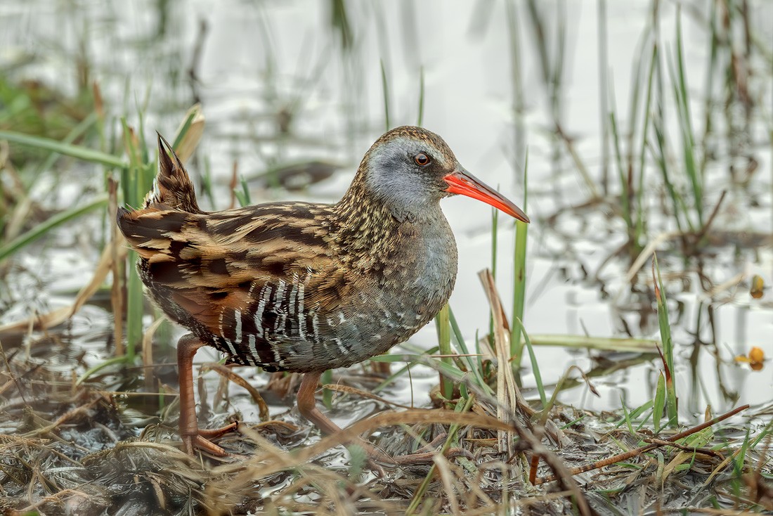 Austral Rail - ML644269507