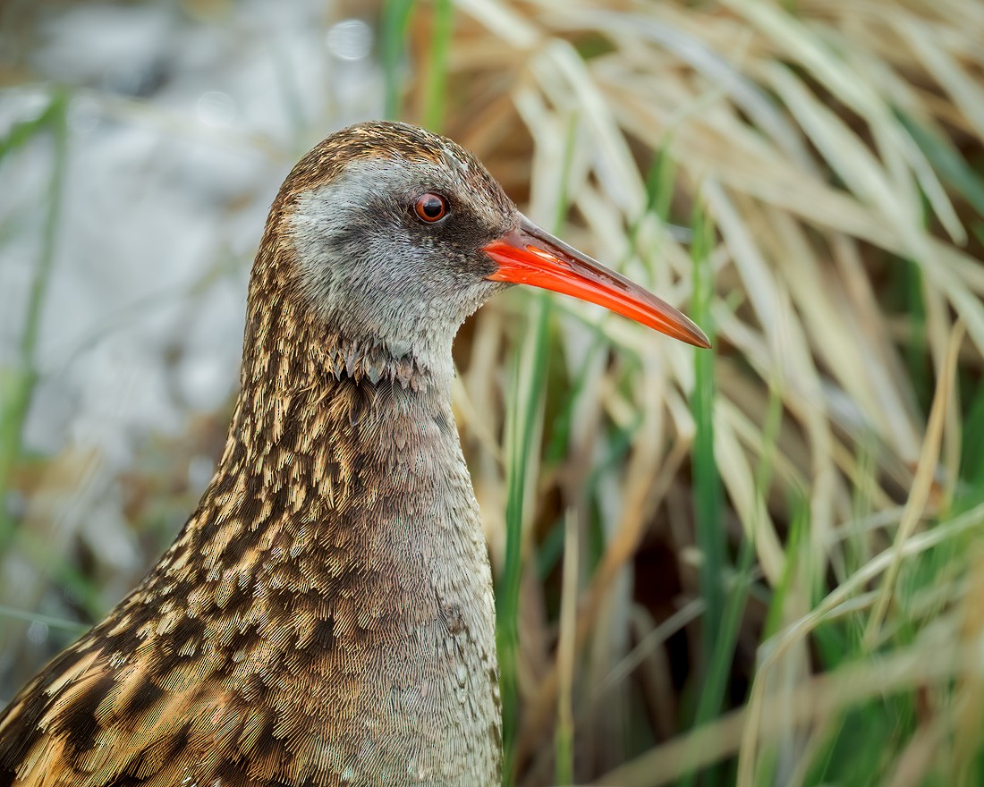 Austral Rail - ML644269508